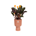 vibes fold coupe 14cm rose poudré